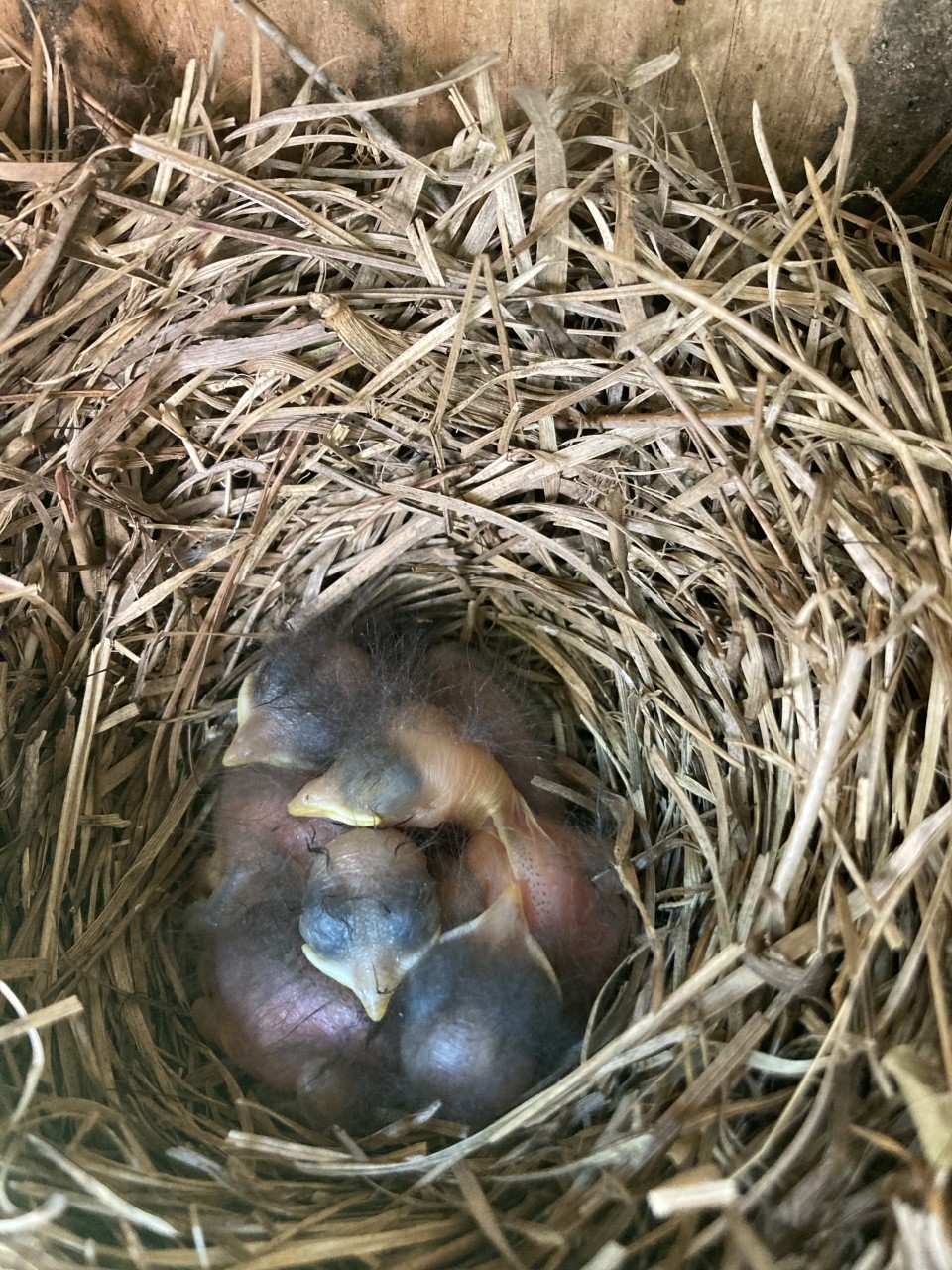 Eastern bluebird hatchlings in a nest box at The Grove Museum.