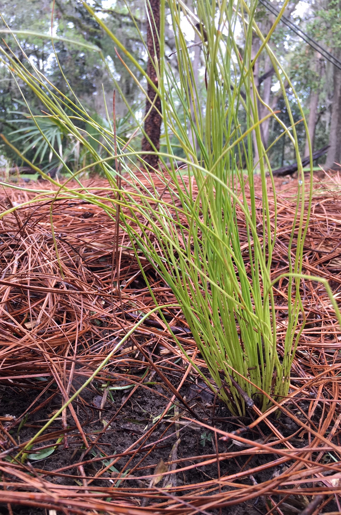 Long-leaf pine and wiregrass plugs