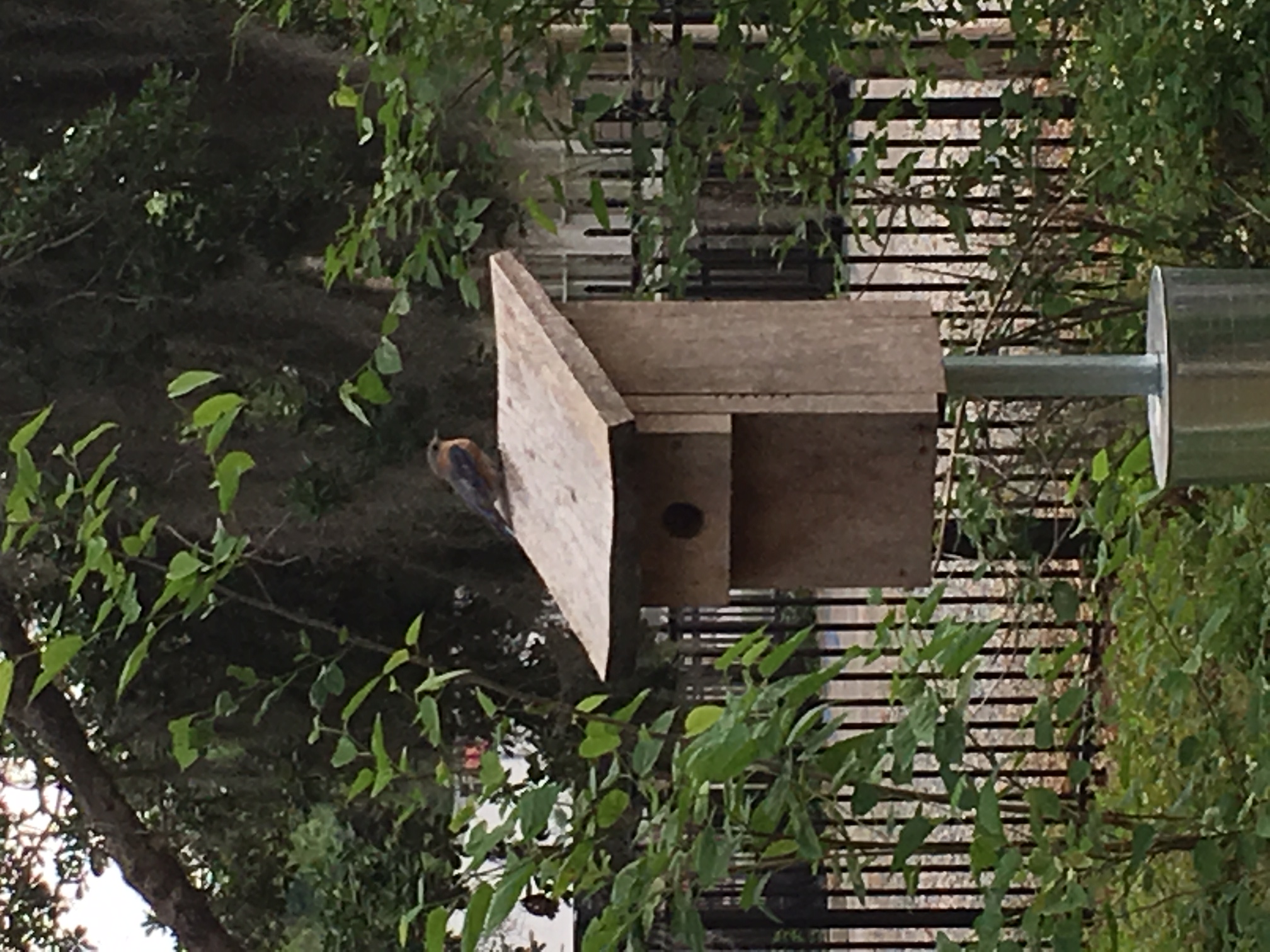 Eastern bluebird perches atop one of the boxes placed in the southeastern portion of the property in spring 2020. 
