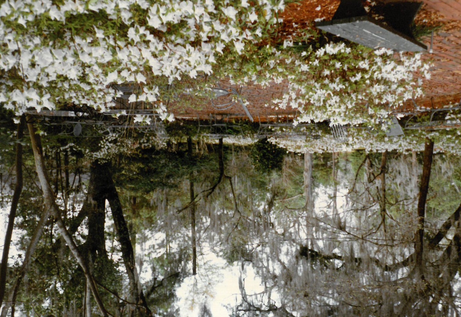 Many of the understory trees visible here, planted by Mary Call Collins in the 1970s and 1980s, are no longer part of the landscape. Note the blooming azaleas, which still bloom yearly in March and April.