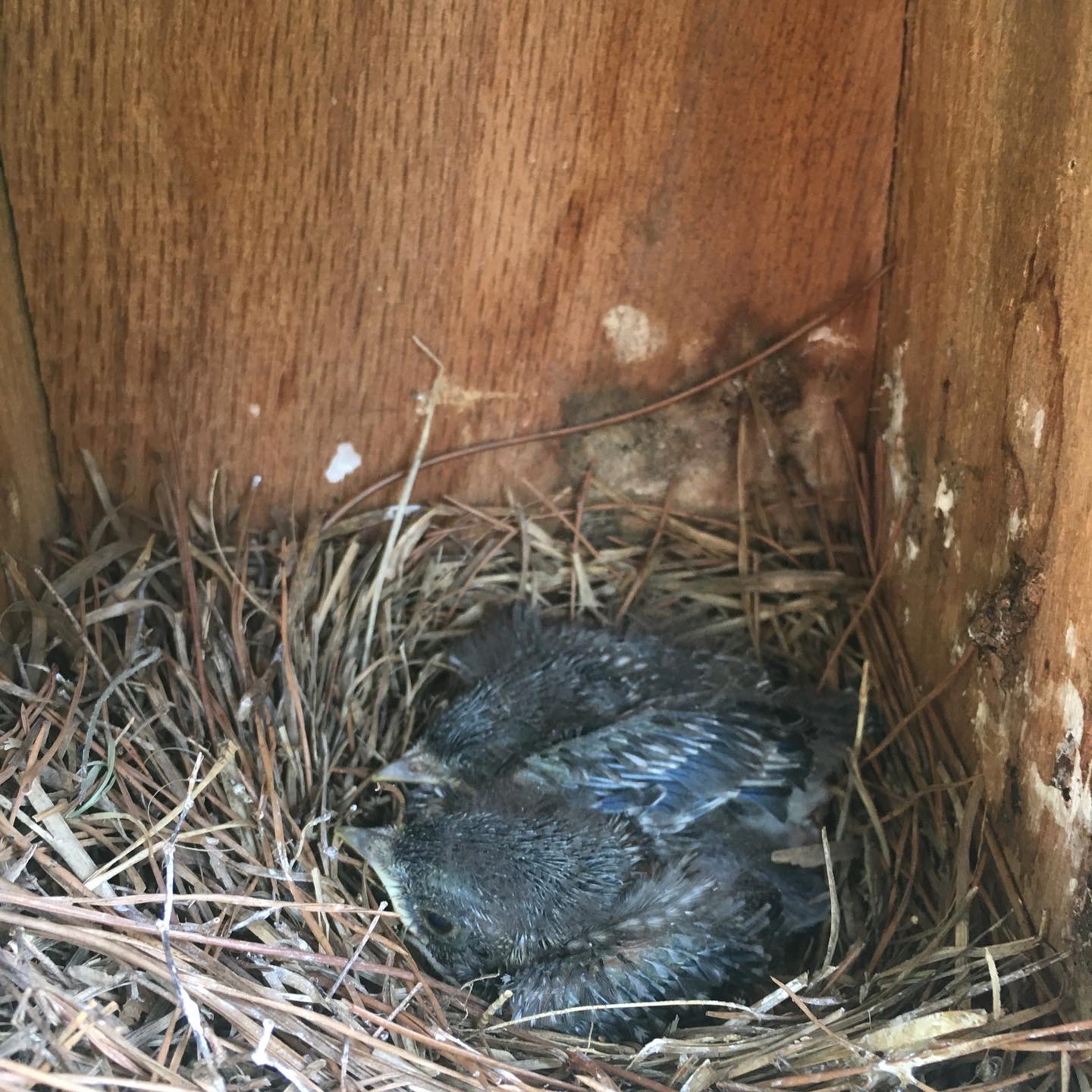 Eastern bluebird hatchlings, spring 2020.