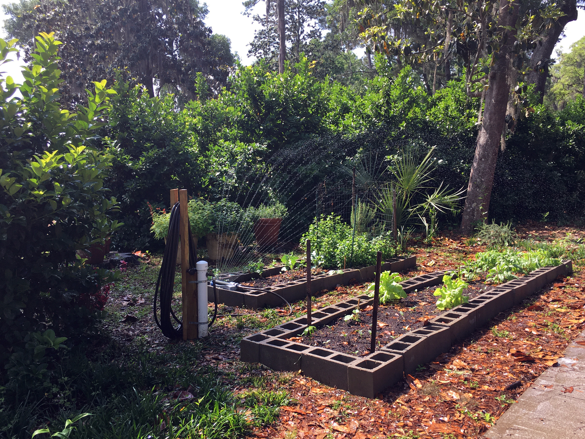 Raised garden beds at The Grove are planted throughout the year with seasonal vegetables.