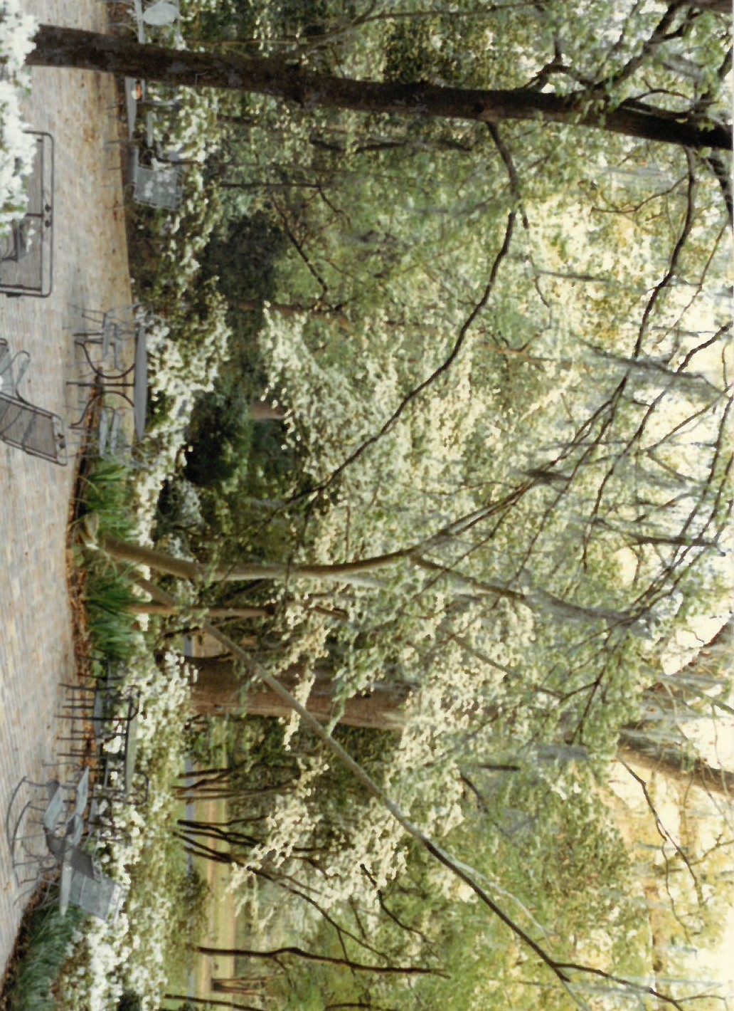 Many of the understory trees visible here, planted by Mary Call Collins in the 1970s and 1980s, are no longer part of the landscape. Note the blooming azalea and dogwood. 