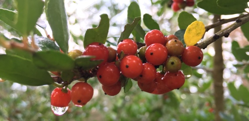 Yaupon holly (Ilex vomitoria) can be identified by its small, serrated leaves and bright red berries. Cultivated varieties can grow upright into a small tree, or form dense thickets in shrub-form. Photo by Amber Soderholm, from The Grove's collection