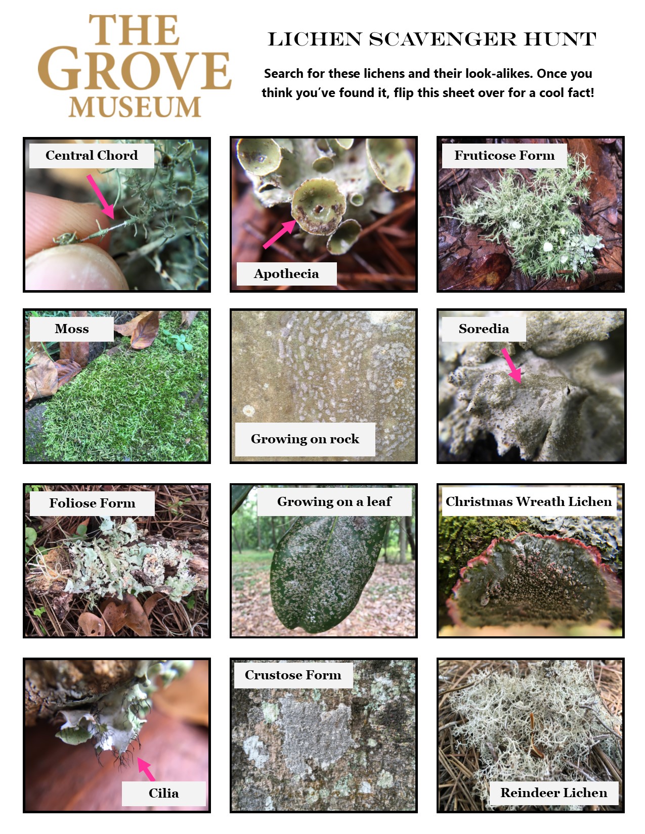 Lichen Scavenger Hunt Page 1