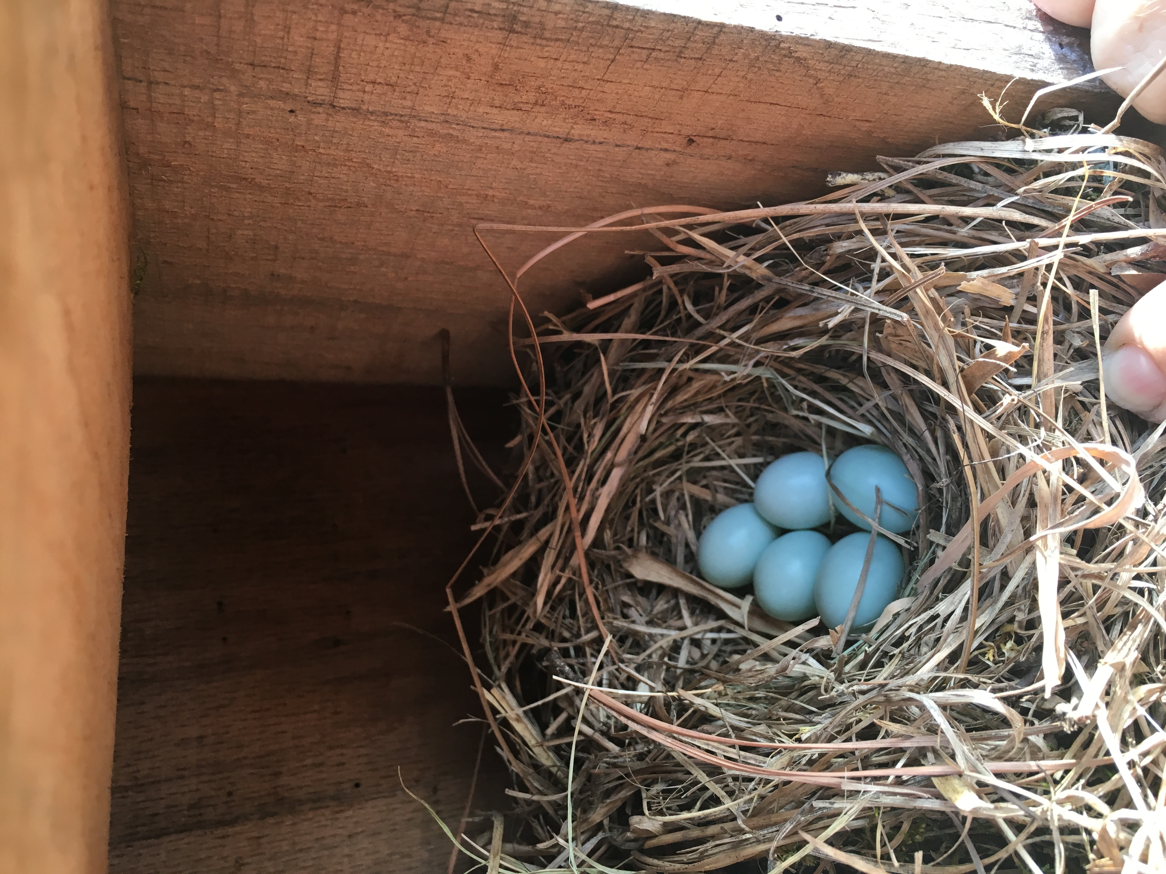 Blue Bird Eggs
