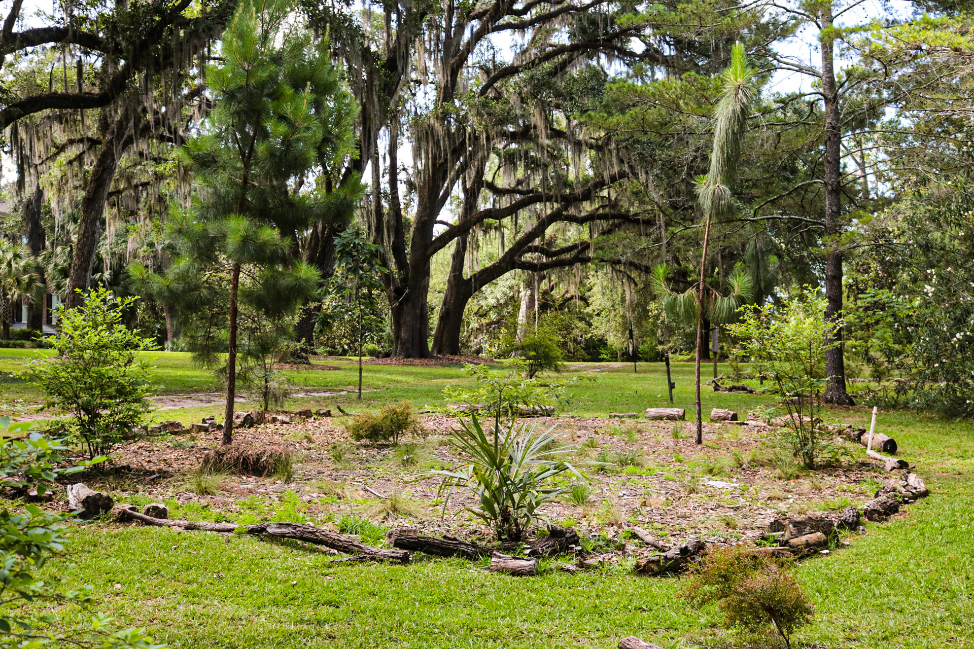 View of the Long-leaf Learning Landscape looking south towards the Call-Collins House.