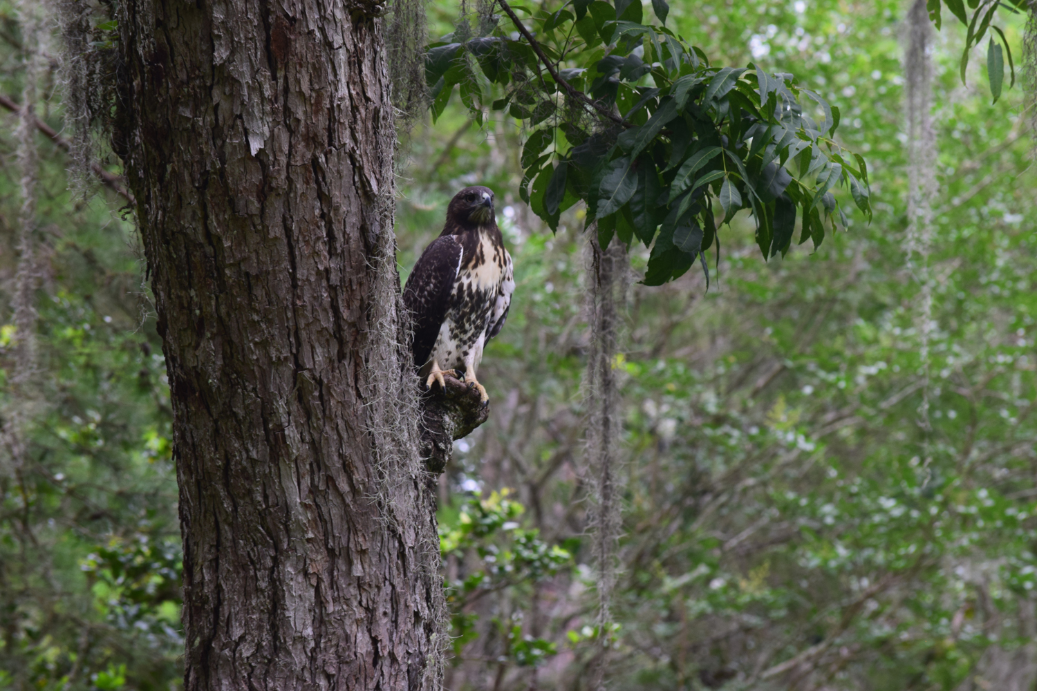 A red-tailed hawk rests at The Grove. 