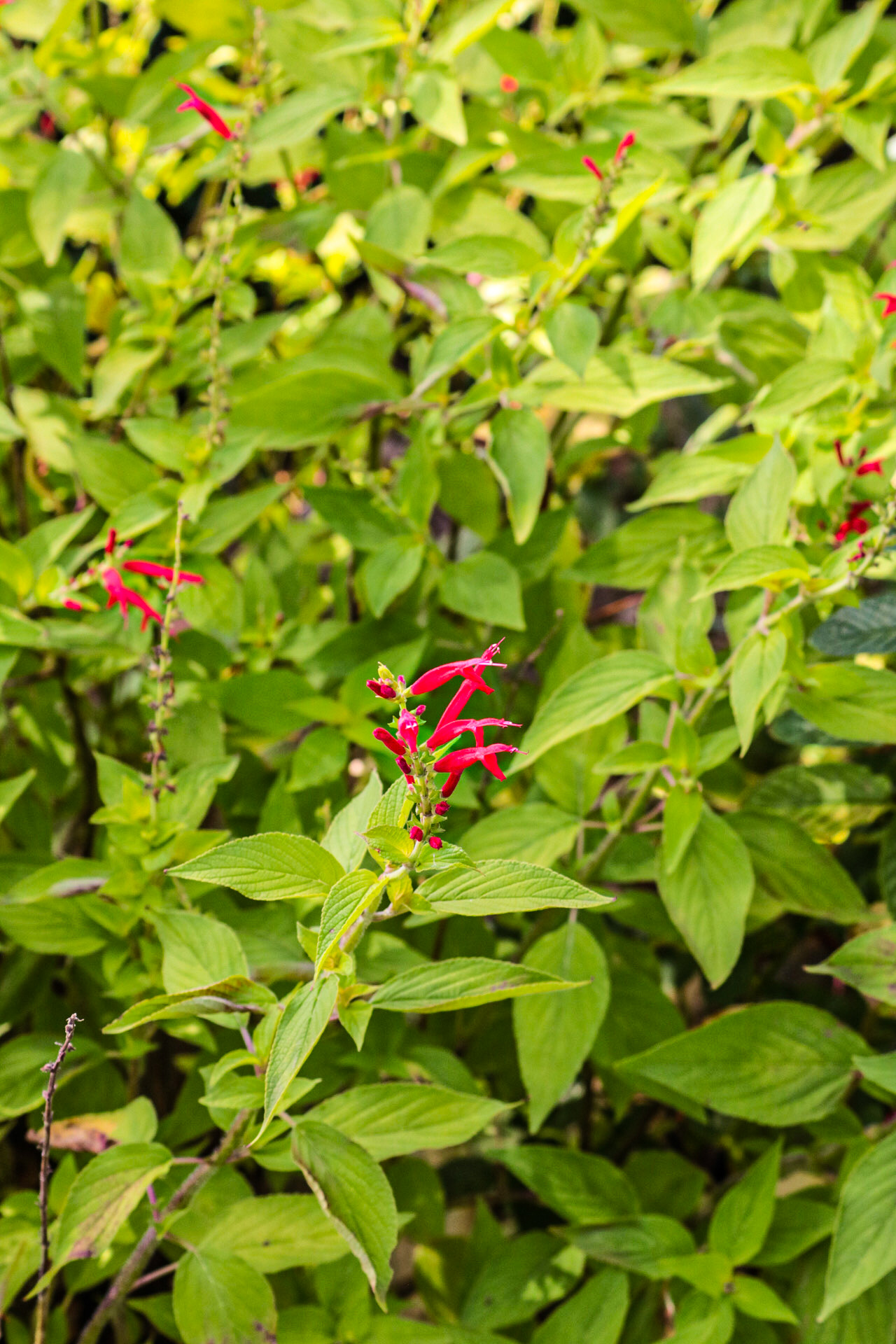 Pineapple sage (Salvia elegans) in May 2020.