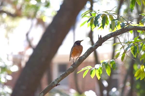 Nature & History Walks