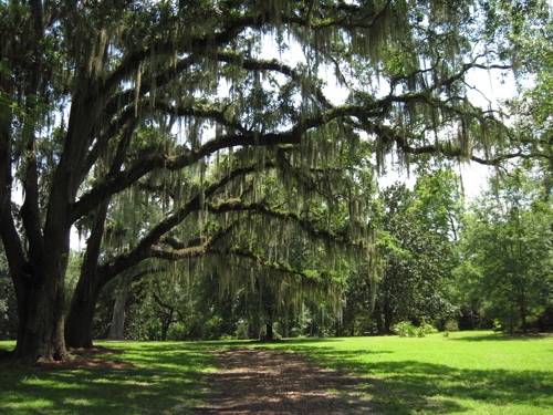 View of west side of The Grove grounds.