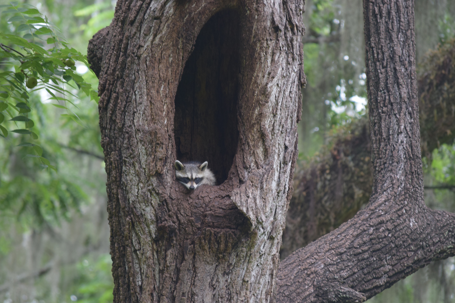 A raccoon spotted sleeping in the trees.