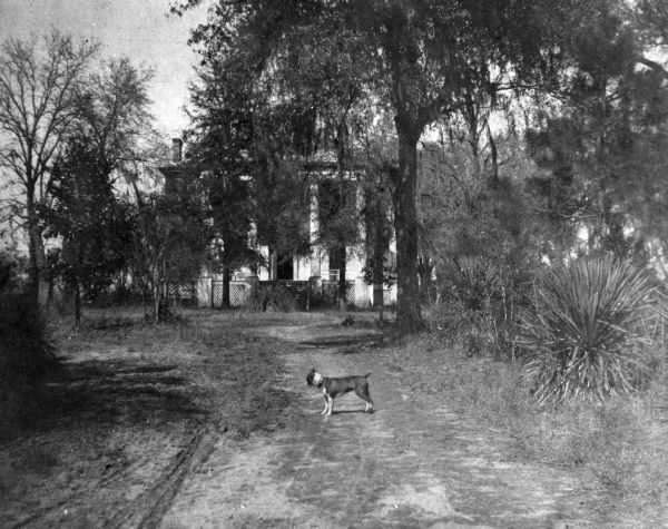 This photograph of a dog in the driveway from the late 1800s looks much different than the same view today.